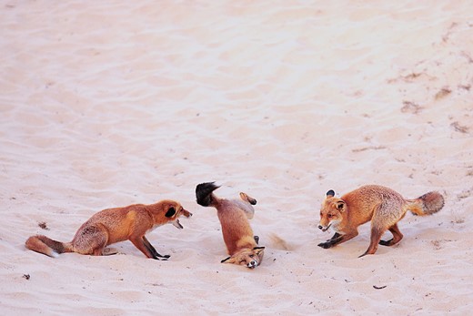 three foxes play in sand with on in the middle falling on its face