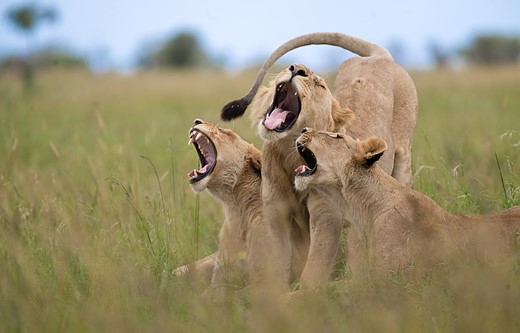 three lions sit close together with their mouths open like they are singing
