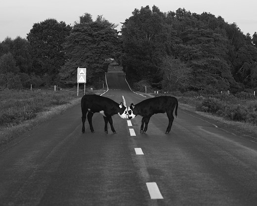 two cows press their heads together while in a road