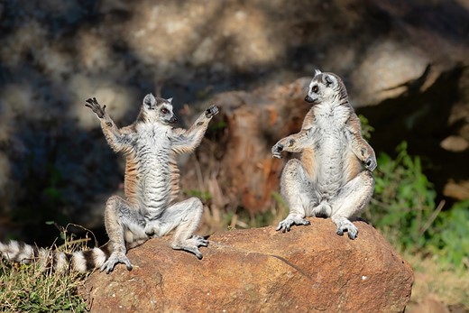 two lemurs sit on a rock with arms outsretched while looking at each other