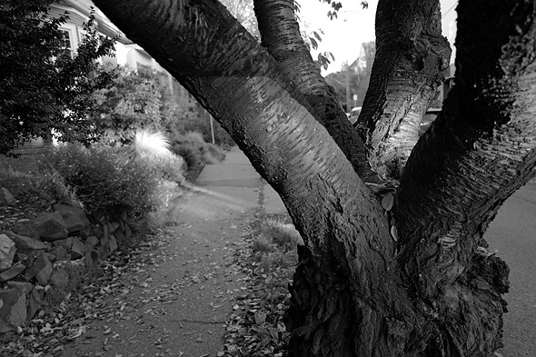A knarled tree in partial shadow