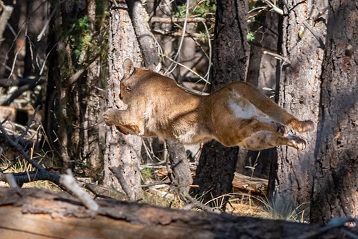 Bill Ferris lion leaping forest