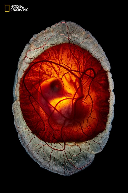 a bird embryo is encased in an egg on a black background