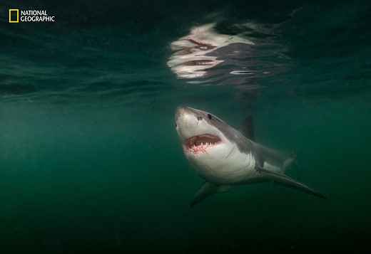 a great white shark swims in murky waters