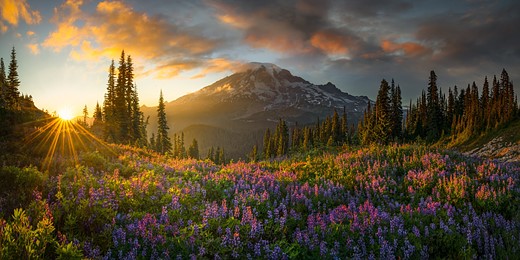 a vast field of lupine flowers fills a valley with a jagged mountain in the background and sunshine flooding in