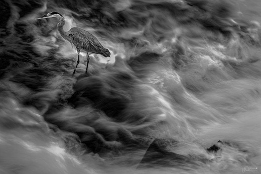 tailwagger-heron-clouds-black-white