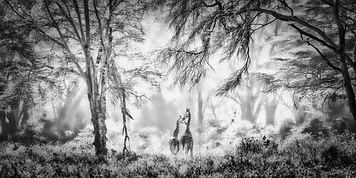 two giraffes stand close together in a brightly lit forest with tall trees and dense undergrowth