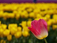 Gear of the Year: Tamron 90mm F2.8 Di VC USD Macro F017