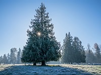 DPReview Gear of the Year part 5: Barney's choice - Sony RX1R II