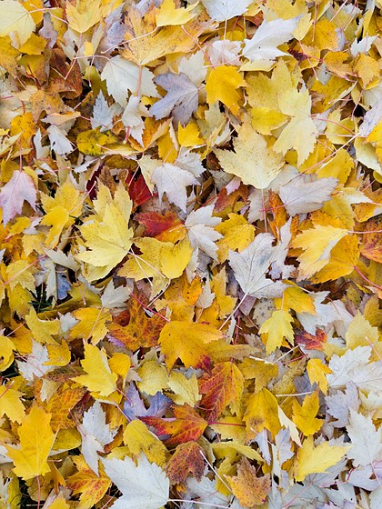a collage of fall leaves on the ground captured by the adobe project indigo app