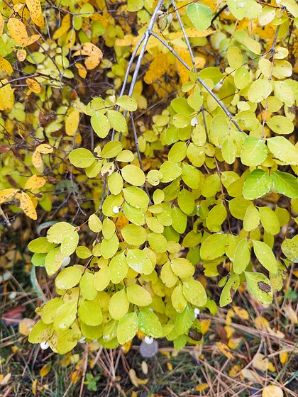 green leaves from a bush drip with water on an overcast day