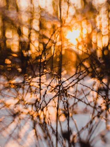 Warm sunlight filters through bare winter branches, creating layered bokeh highlights and soft focus effects in a cold-weather setting.