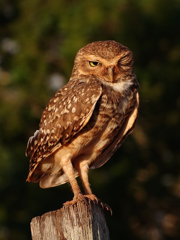 3 Burrowing owl - Rodrigo P. Costa