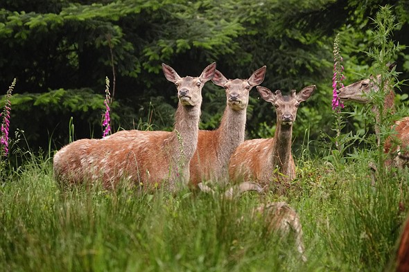 6 Red deer grazing field- Rodrigo P. Costa