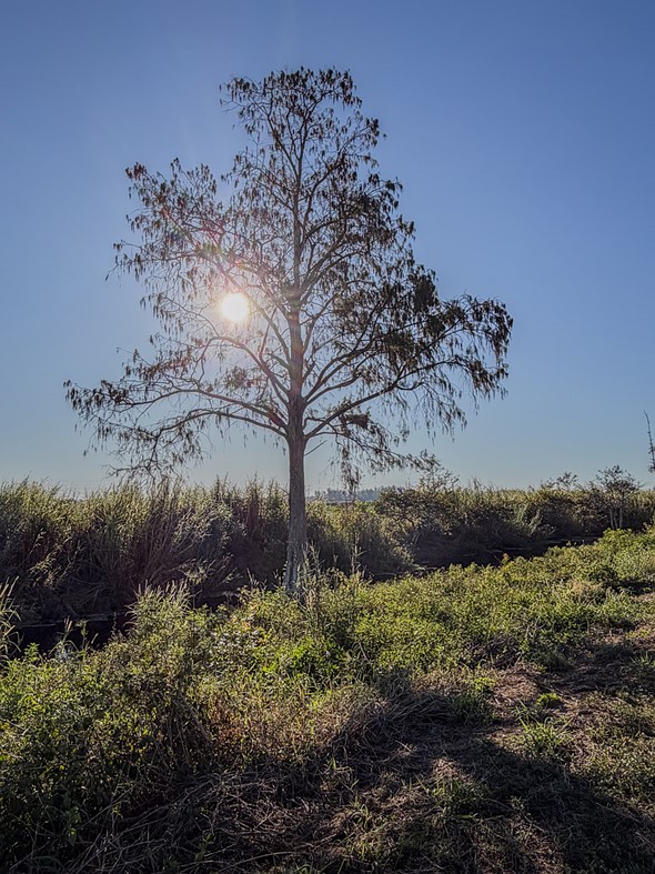 DuckShots-tree-sun-behind-leaves-top-hill-grass-blue-sky