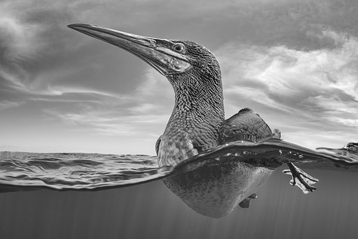 a bird floats on the water