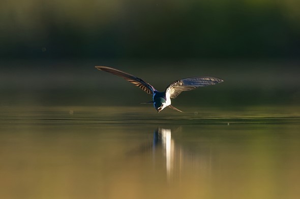 a bird flys low agains the surface of water with its wings spread and mouth open