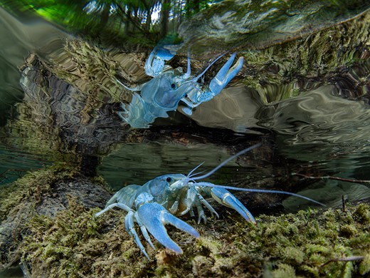 a blue crayfish sits on rocks underwater with its reflection on the surface of the water