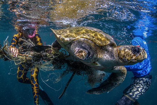 a diver works to untangle fishing nets off a sea turtle missing a flipper while underwater