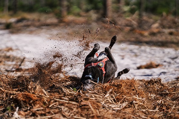 a dog rolls in a pile of debris in a forest