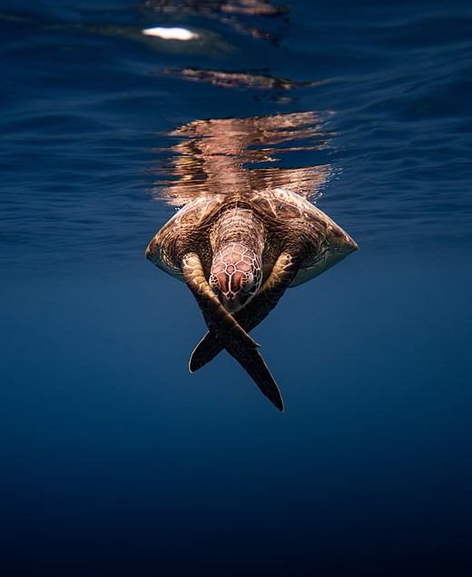 a sea turtle crosses its front flippers