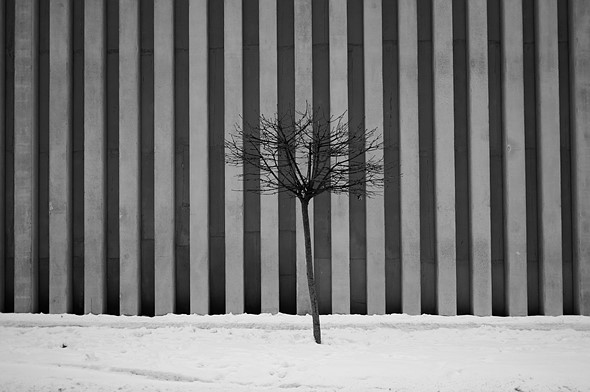 a small bare tree stands in snow in front of a concrete building with strong vertical beams