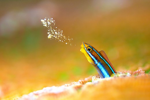 a small fish spits out sand while poking out of its burrow