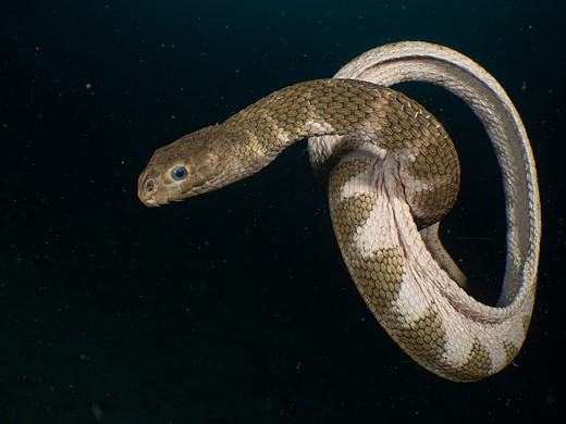 a snake is coiled up and floating underwater