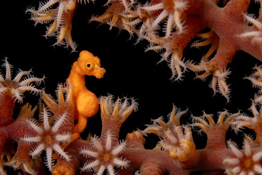 an orange sea horse floats in a coral reef