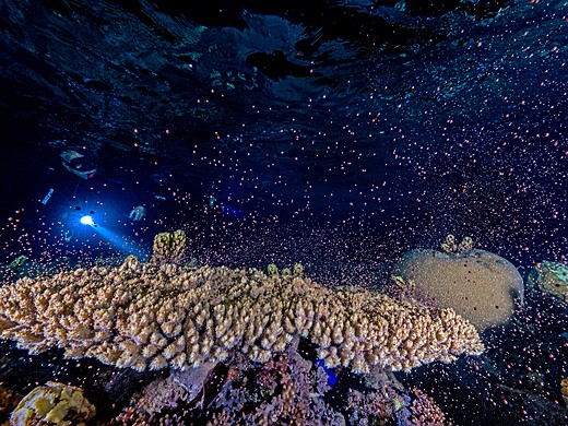 coral reproductive material scatters while a diver shines-their flashlight