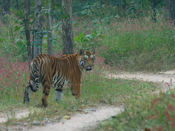 faunagraphy - tiger in woods on a drive path