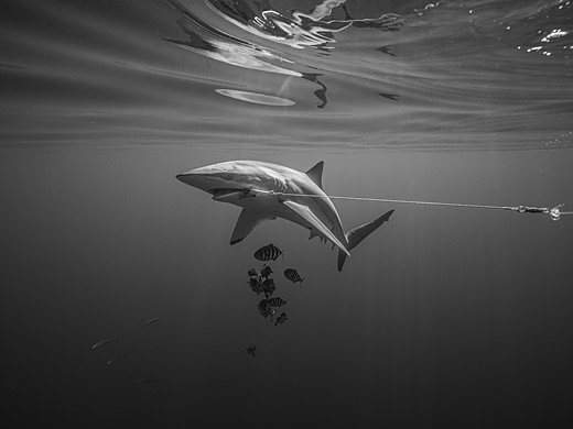 fish swim below a shark that has a hook and fishing line in the corner of its mouth