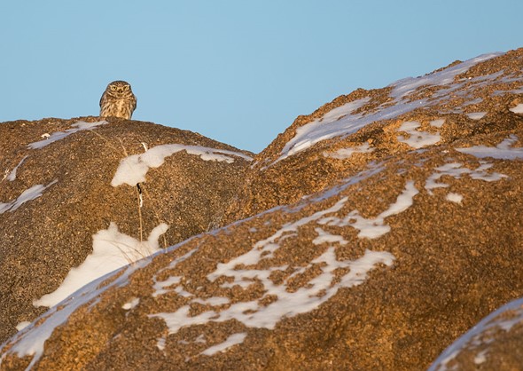 j Little Owl 30-1-2025 2