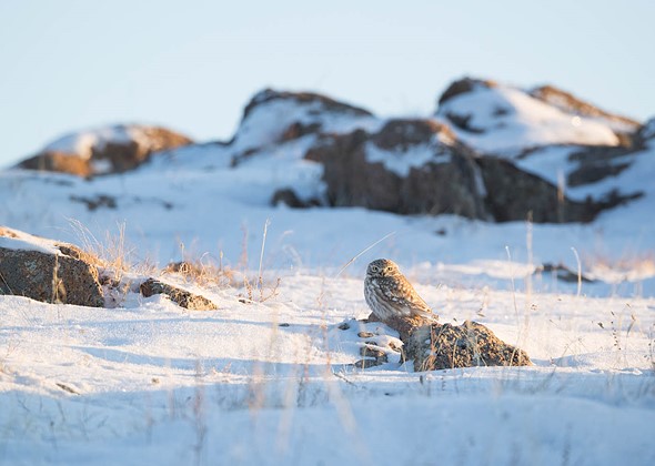 j Little Owl 30-1-2025 4