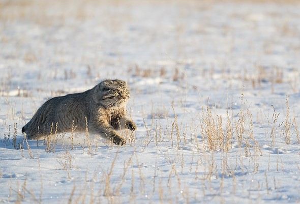j Pallas s Cat 1-2-2025 23
