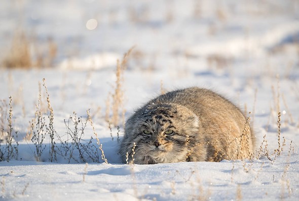 j Pallas s Cat 1-2-2025 7