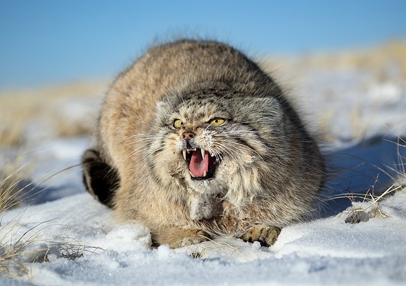 j Pallas s Cat 3-2-2025 48