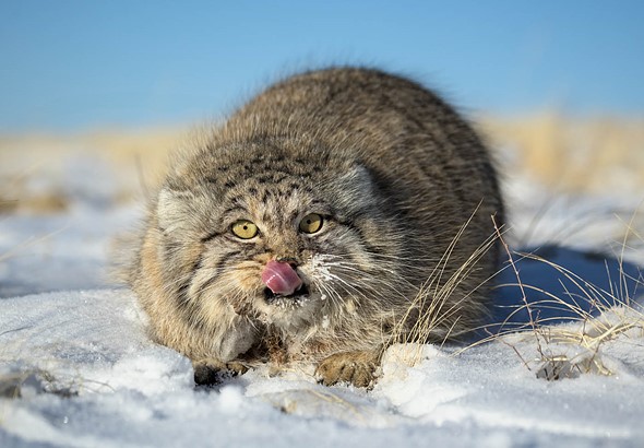 j Pallas s Cat 3-2-2025 52