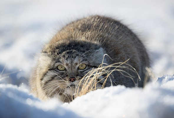 j Pallas s Cat 3-2-2025 8