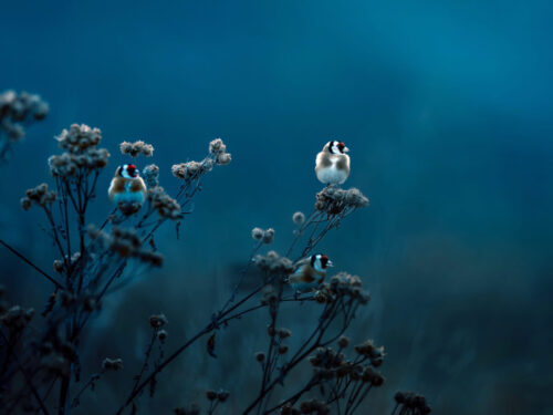 Small birds perched on dried plants against a deep blue background, showcasing minimalism, negative space, and mood as wildlife photography project ideas.