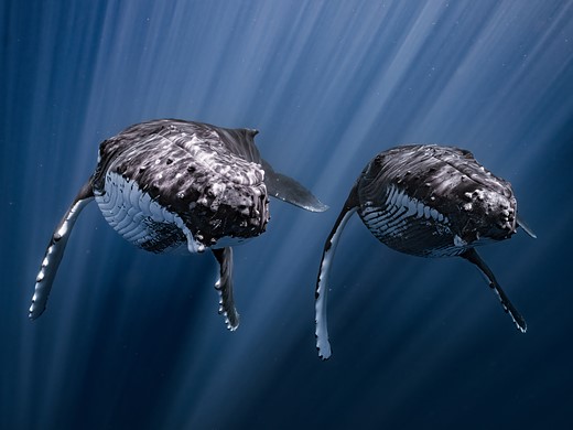 two humpback whales swim side by side with rays of sunlight surrounding them