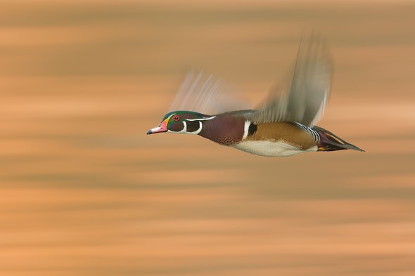 112822DSCF8963-RAF - Morris Altman