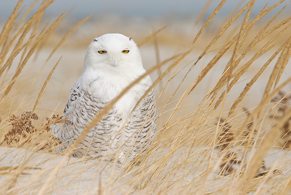 122213DSC 6332 - Morris Altman