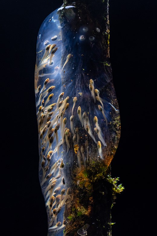 1st-Animals-Amphibian Galaxy-Filippo Carugati-CUPOTY 7
