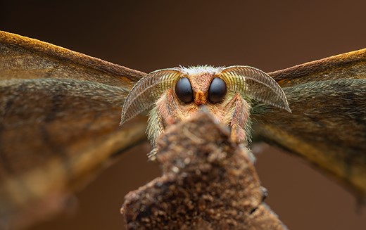 1st-Invertebrate Portrait-Good Boy-Laurent Hesemans-CUPOTY 7