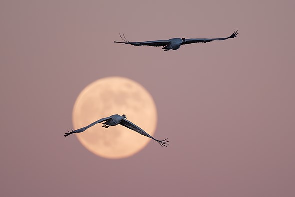 2025-12-04 10622 - Morris Altman