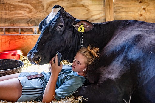 a young girl looking at a phone rests against a black cow in a stall