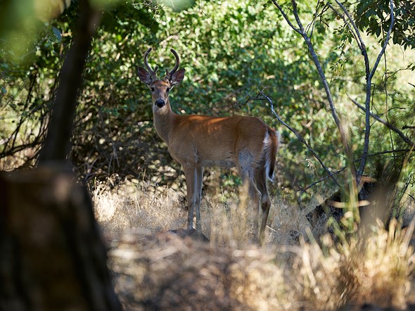 deer standing in the woods