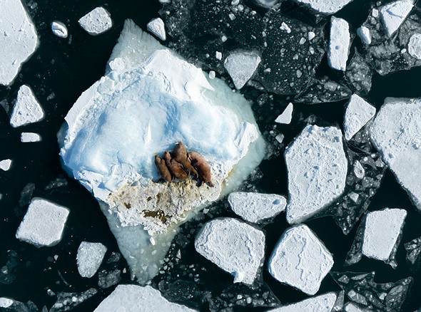 j Walrus aerials Magdalenefjord 24-4-2024 9