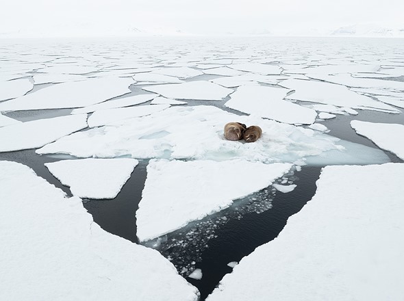 j Walrus aerials Yoldiabukta 23-4-2024 7